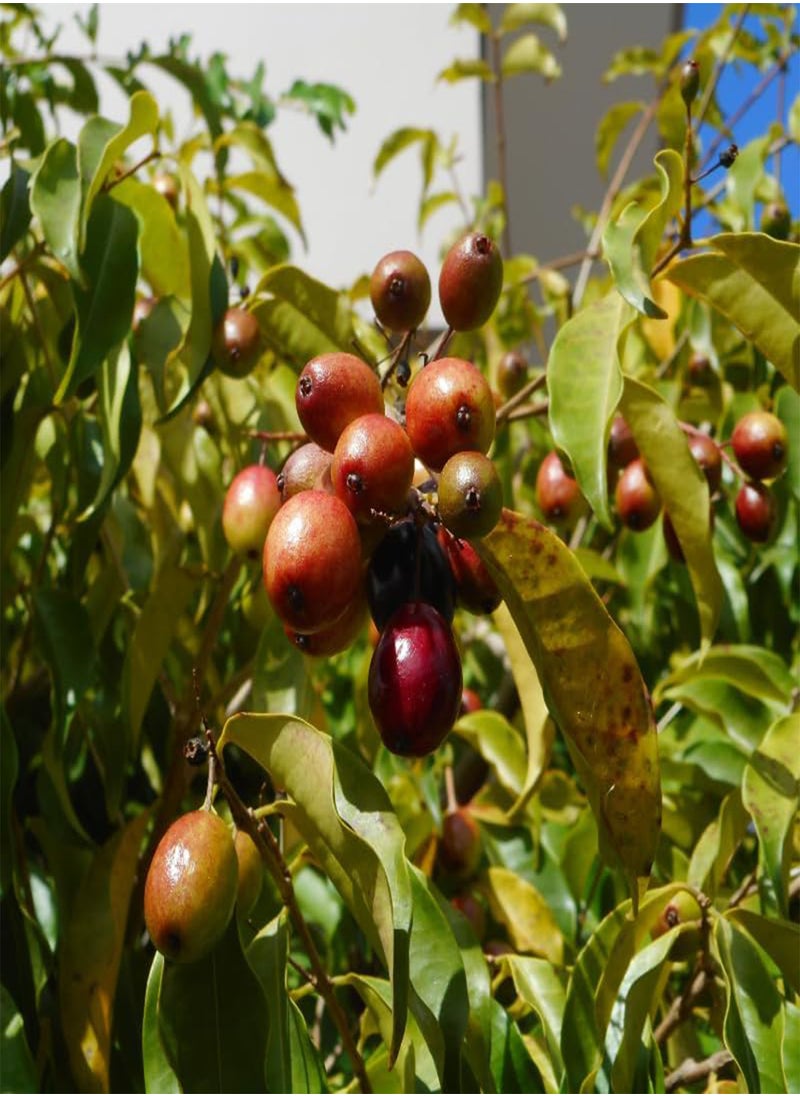 GGOOT - Java Plum, Jamun Berry (Syzygium cumini) Seeds (5) - Image 1