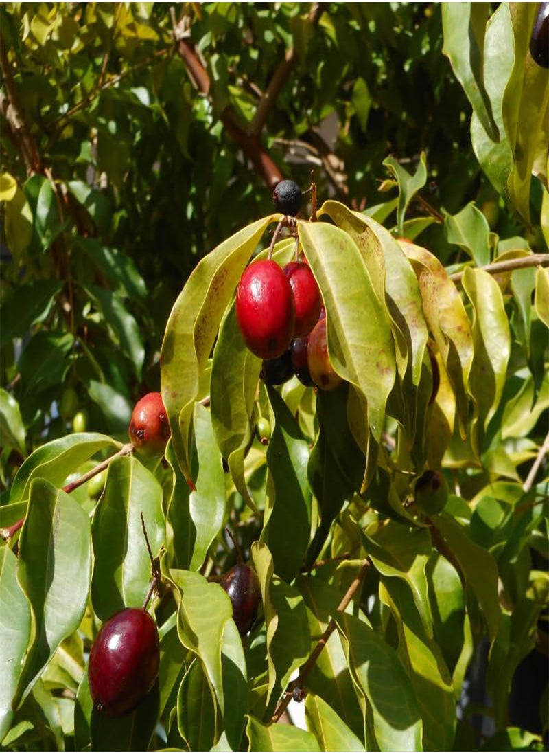 GGOOT - Java Plum, Jamun Berry (Syzygium cumini) Seeds (5) - Image 1
