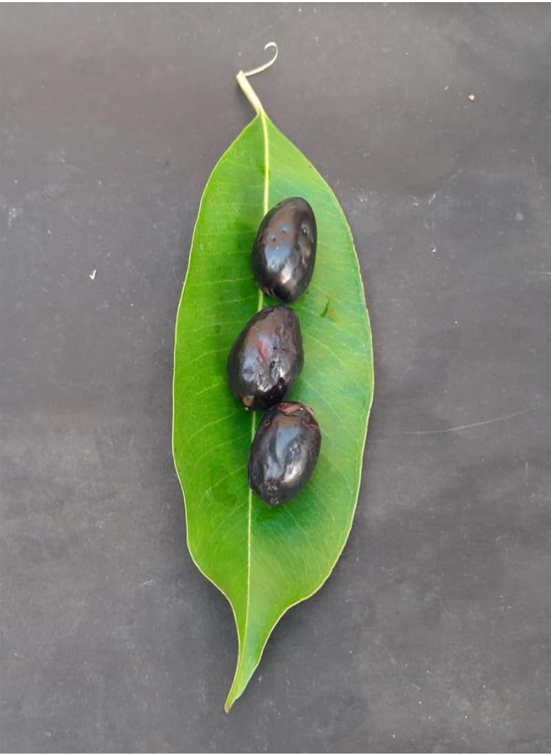 GGOOT - Java Plum, Jamun Berry (Syzygium cumini) Seeds (5) - Image 1
