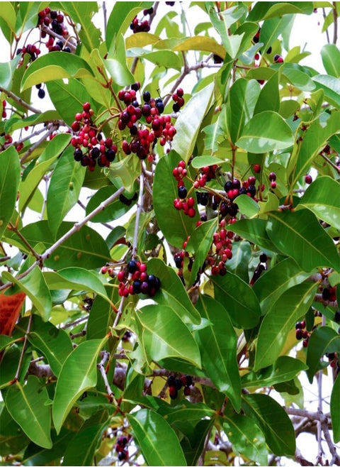Java Plum, Jamun Berry (Syzygium cumini) Seeds (5)