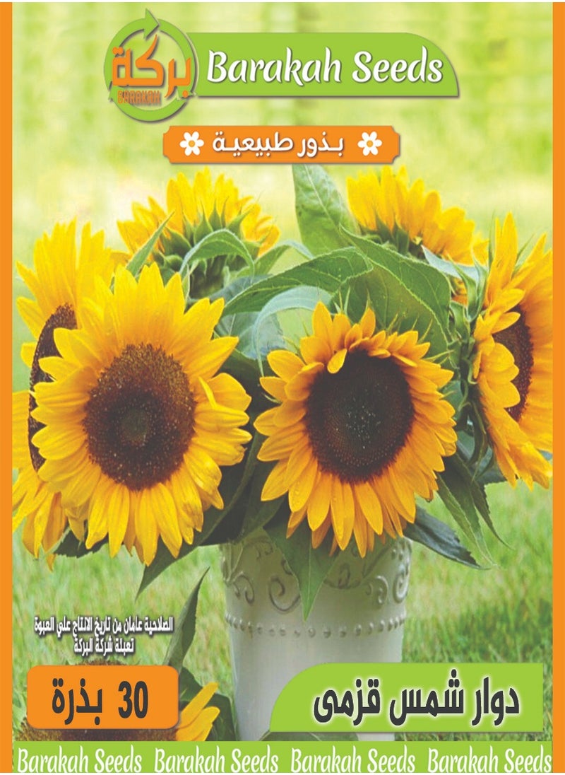Generic High germination rate flower seeds - dwarf sunflower 