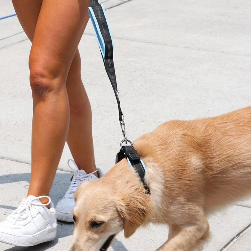 Black Rhino Extra Large Dog Collar - Adjustable Reflective Heavy Duty Dog Collars with Ultra-Soft Neoprene Padding - Weatherproof, Durable, and Comfortable - Ideal for Active Dogs - Aqua and Gray - Image 5