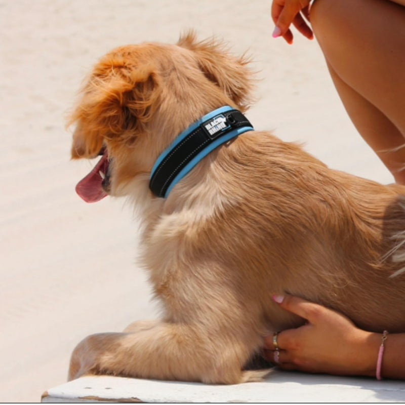 Black Rhino Extra Large Dog Collar - Adjustable Reflective Heavy Duty Dog Collars with Ultra-Soft Neoprene Padding - Weatherproof, Durable, and Comfortable - Ideal for Active Dogs - Aqua and Gray - Image 3