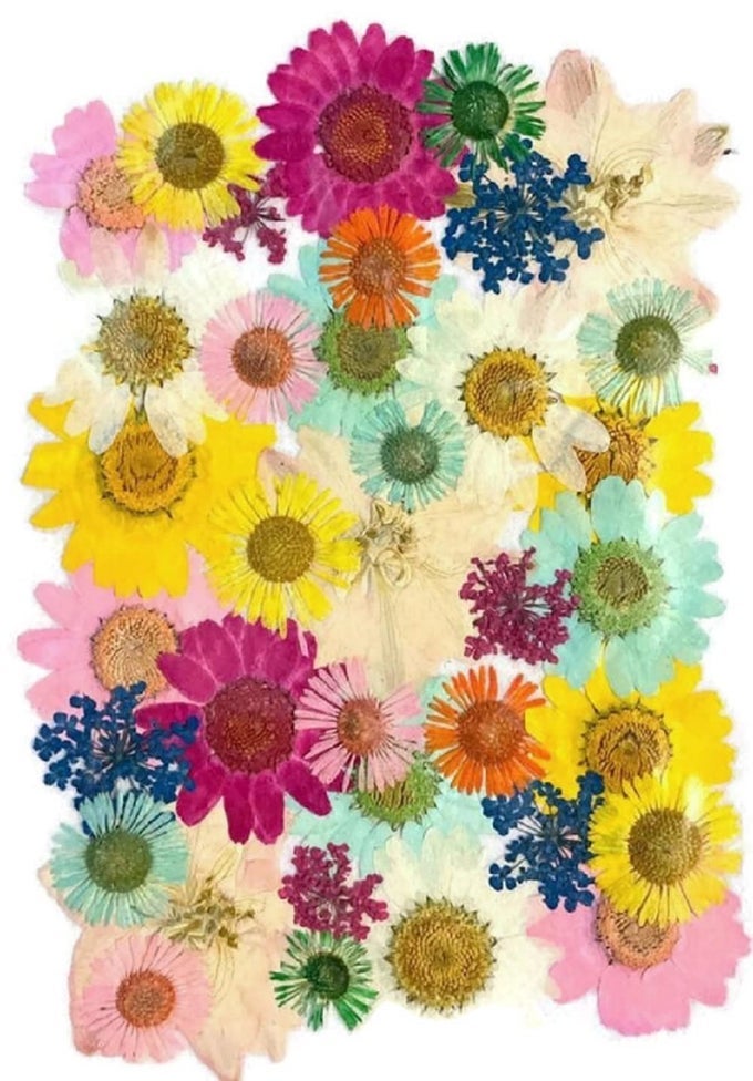 DRIED PRESSED REAL FLOWERS COLORFUL NATURAL DRIED FLOWERS DAISIES FOR CANDLES HANDMADE CRAFTS EPOXY DIY RESIN PENDANT JEWELRY ACCESSORIES NAIL ART MULTI COLOR