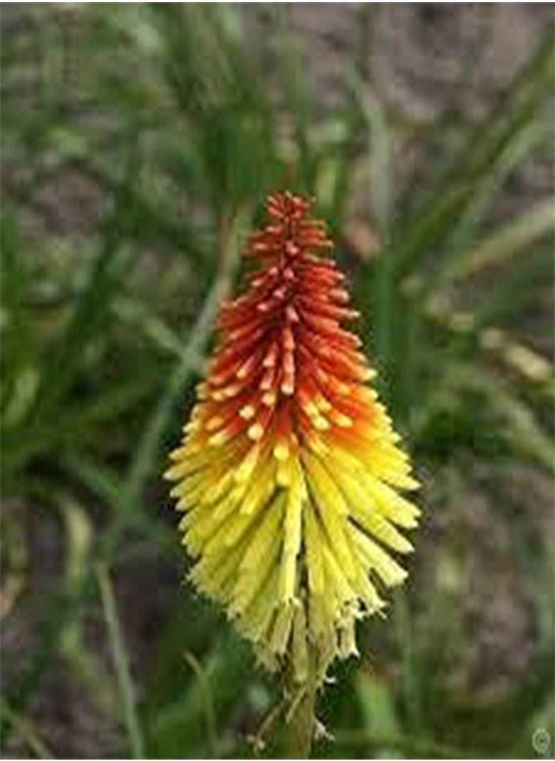 GGOOT seeds 20 Torch Lily Plant seeds 