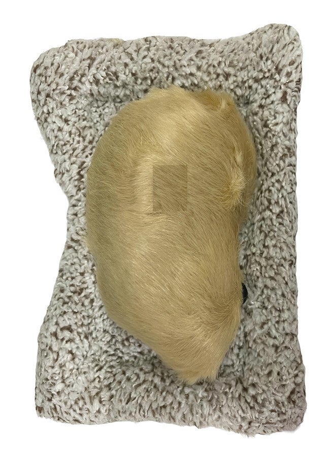 Tickles Sleeping Dog On Carpet Silicone Animal Fantasy Toy for Kids Car Dashboard & Office Desk (Color: Light Golden Size: 8 Cm) - Image 4