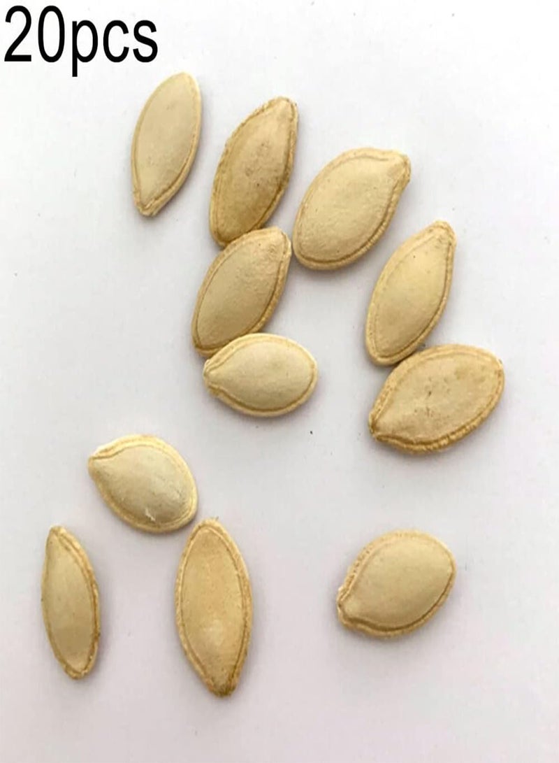 GGOOT 20Pcs Pumpkin Seeds Growing Kit Outdoor Garden Farm Yard Vegetable Seedlings Pumpkin Seeds 1size - Image 2