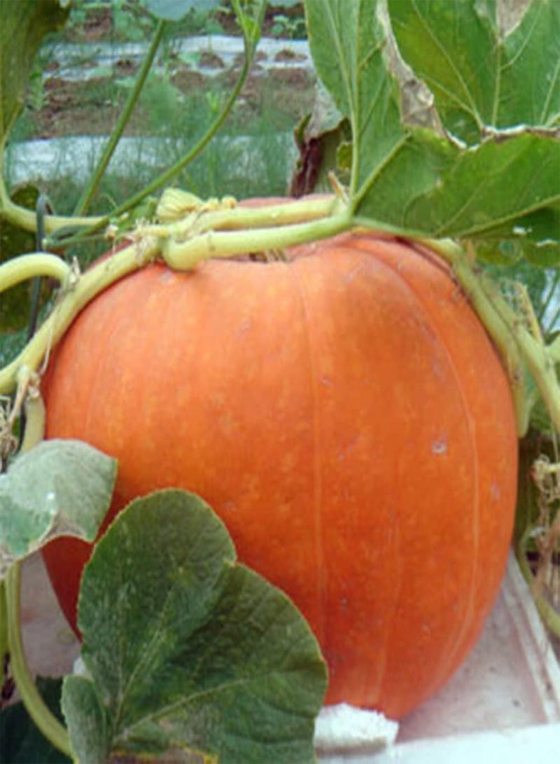 GGOOT 20Pcs Pumpkin Seeds Growing Kit Outdoor Garden Farm Yard Vegetable Seedlings Pumpkin Seeds 1size - Image 1