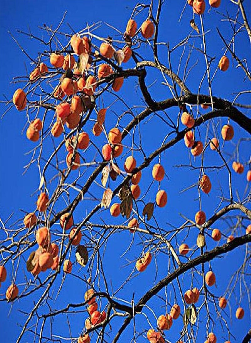 GGOOT 30pcs Persimmon Seeds Planted in Outdoor Garden Perennial Strong Fruit Tree Don't Need Much Care Can Harvest Full of Fruits - Image 1