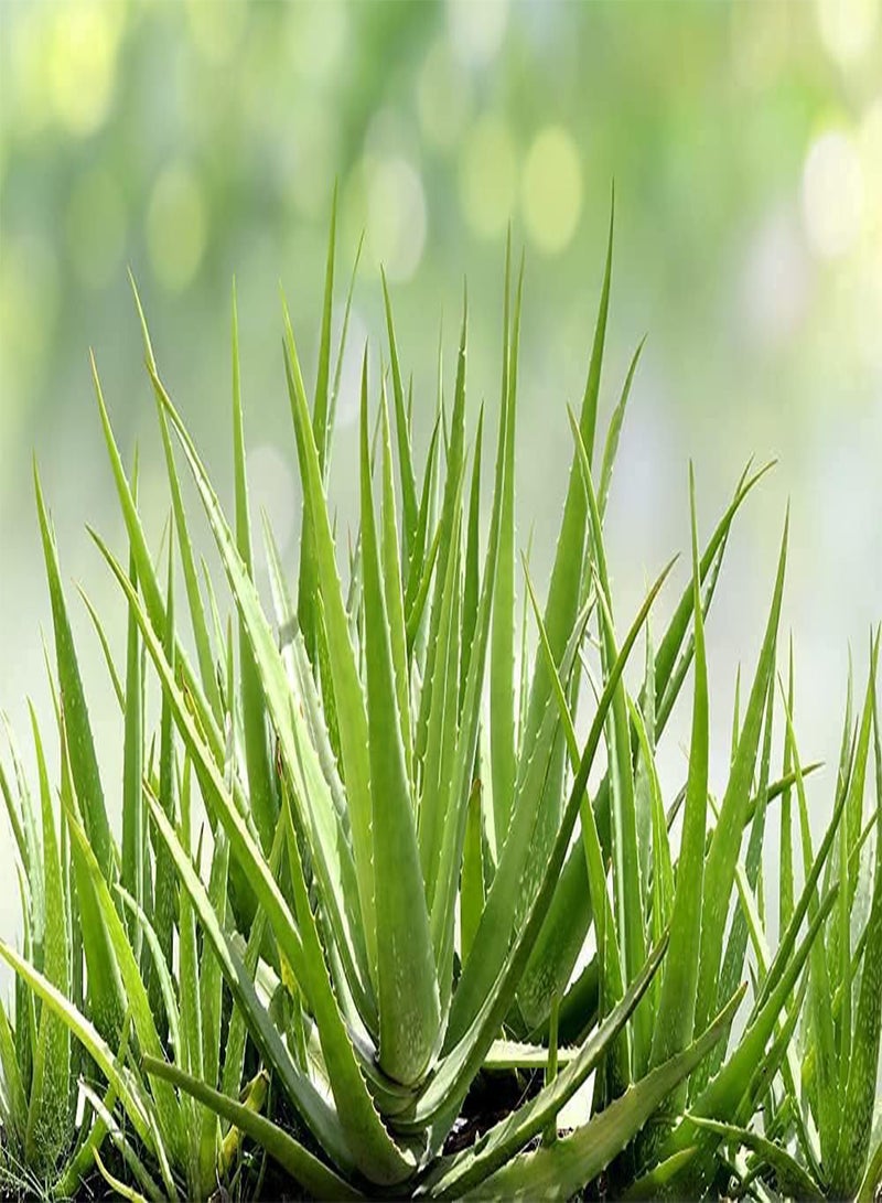GGOOT Aloe Vera Seeds for Planting - 100 Pcs Seeds - Grow Healing Aloe  - Image 1