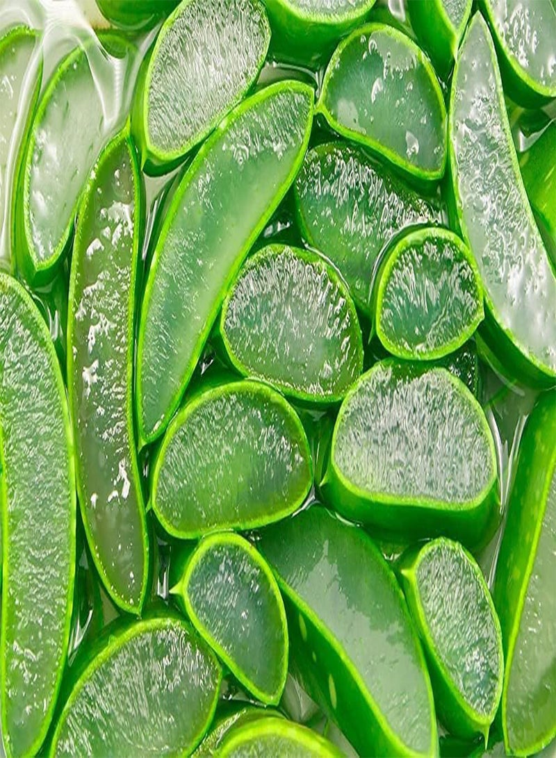 GGOOT Aloe Vera Seeds for Planting - 100 Pcs Seeds - Grow Healing Aloe  - Image 2