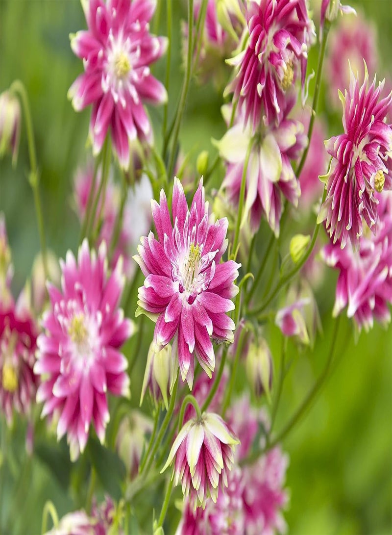 GGOOT Aquilegia Nora Barlow Seeds 30 Seeds - Beautiful Double Blooms