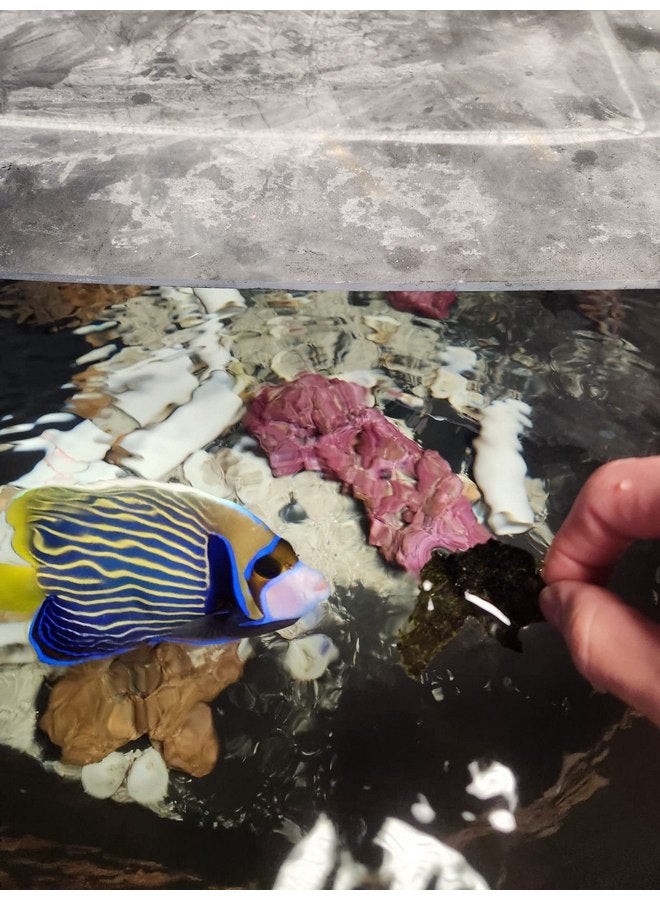 Nori Food Sheets (100) - Image 4