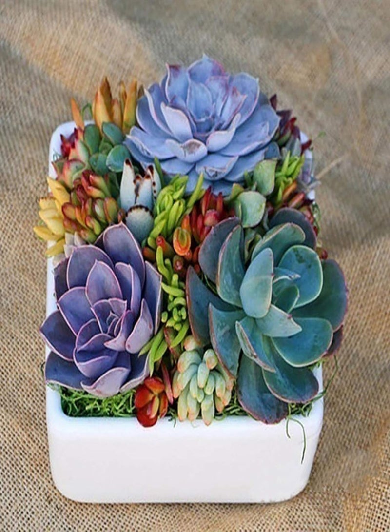 جي جوت 500 قطعة/حقيبة من بذور بونساي، بذور نباتات طازجة متنوعة الألوان، جذابة وجميلة، مناسبة للشرفات، 500 قطعة من بذور النباتات العصارية المتنوعة - Image 5