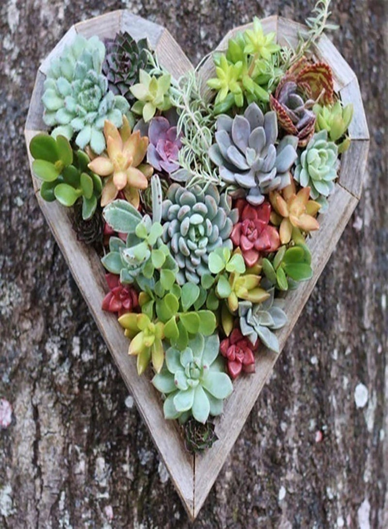 جي جوت 500 قطعة/حقيبة من بذور بونساي، بذور نباتات طازجة متنوعة الألوان، جذابة وجميلة، مناسبة للشرفات، 500 قطعة من بذور النباتات العصارية المتنوعة - Image 3