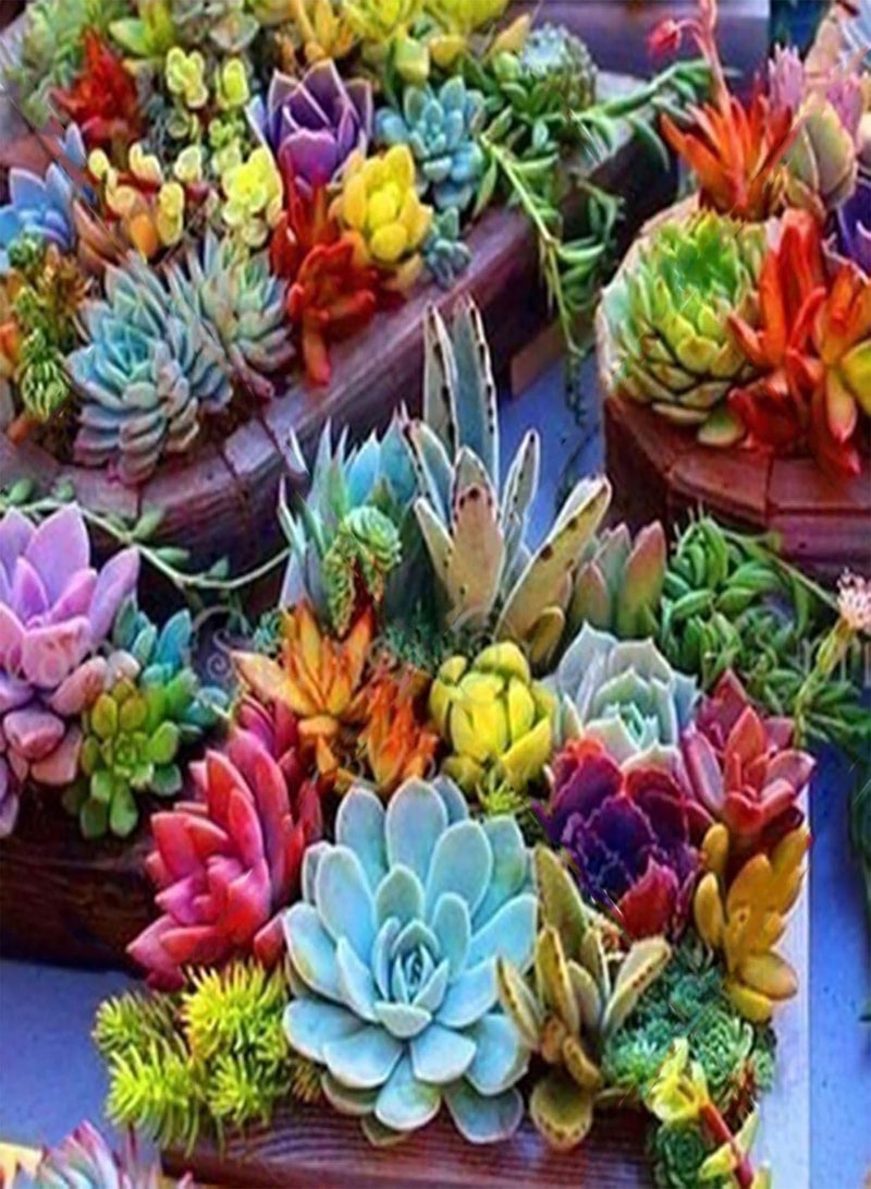 جي جوت 500 قطعة/حقيبة من بذور بونساي، بذور نباتات طازجة متنوعة الألوان، جذابة وجميلة، مناسبة للشرفات، 500 قطعة من بذور النباتات العصارية المتنوعة - Image 1