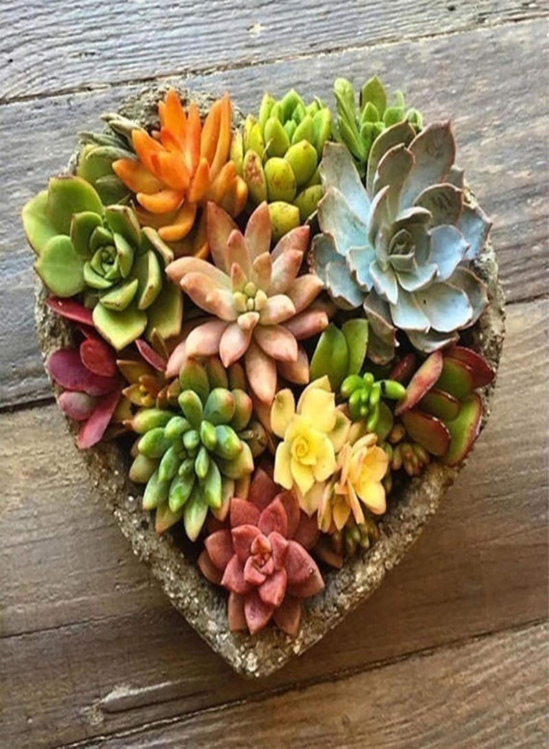 جي جوت 500 قطعة/حقيبة من بذور بونساي، بذور نباتات طازجة متنوعة الألوان، جذابة وجميلة، مناسبة للشرفات، 500 قطعة من بذور النباتات العصارية المتنوعة - Image 4