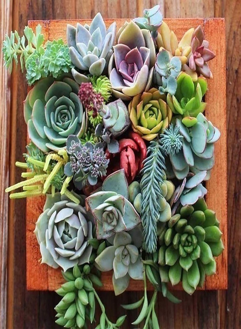 جي جوت 500 قطعة/حقيبة من بذور بونساي، بذور نباتات طازجة متنوعة الألوان، جذابة وجميلة، مناسبة للشرفات، 500 قطعة من بذور النباتات العصارية المتنوعة - Image 2