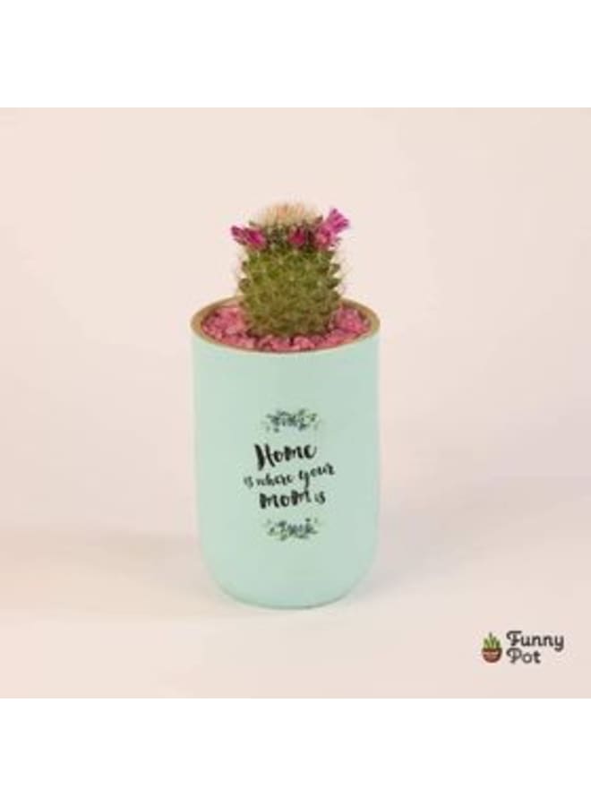 Decorative Handmade Pottery Plant Pot with natural cactus - turquoise - 18*10 cm