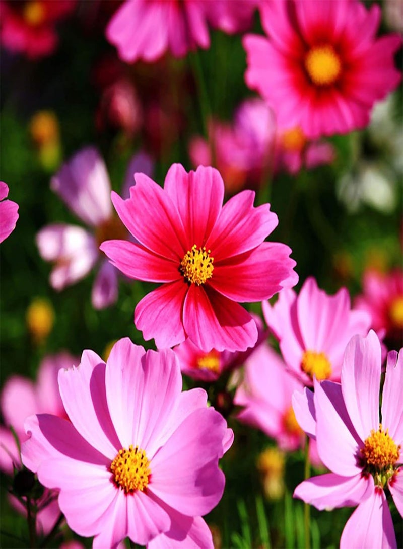 جي جوت نباتات زهور خضراء للحديقة - 700 قطعة/حقيبة من بذور كوريوبسيس، شتلات زهور كوزموس طبيعية قابلة للنمو لتزيين سطح المكتب - بذور كوزموس - Image 4