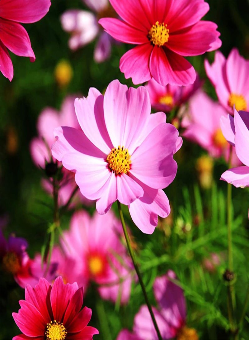 جي جوت نباتات زهور خضراء للحديقة - 700 قطعة/حقيبة من بذور كوريوبسيس، شتلات زهور كوزموس طبيعية قابلة للنمو لتزيين سطح المكتب - بذور كوزموس - Image 3