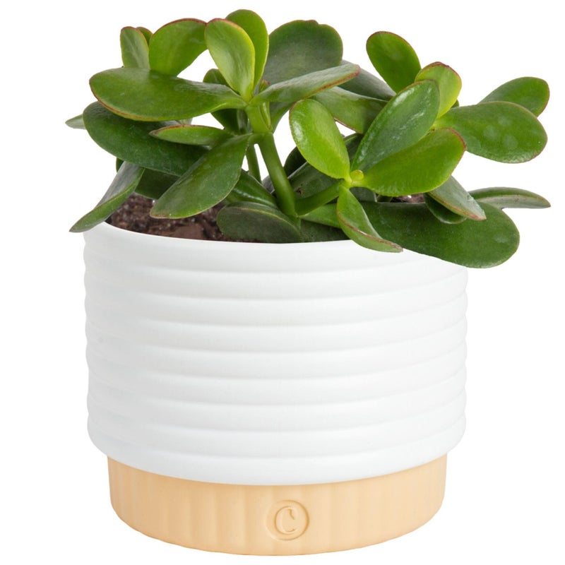 Costa Farms Jade Live Plant in Decorative Pot, Succulent Indoor Houseplant, Perfect for Home, Room, or Office Decor, Great House Warming or Birthday Gift, 4-6 Inches Tall - Image 1