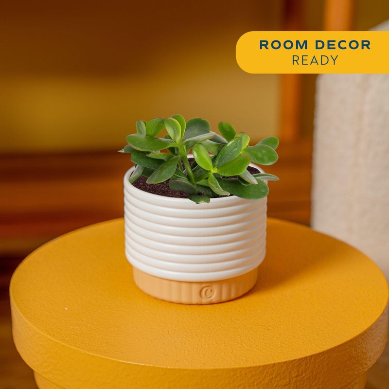 Costa Farms Jade Live Plant in Decorative Pot, Succulent Indoor Houseplant, Perfect for Home, Room, or Office Decor, Great House Warming or Birthday Gift, 4-6 Inches Tall - Image 2