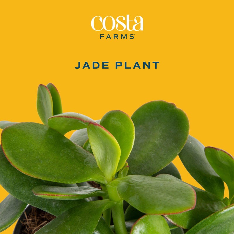 Costa Farms Jade Live Plant in Decorative Pot, Succulent Indoor Houseplant, Perfect for Home, Room, or Office Decor, Great House Warming or Birthday Gift, 4-6 Inches Tall - Image 3
