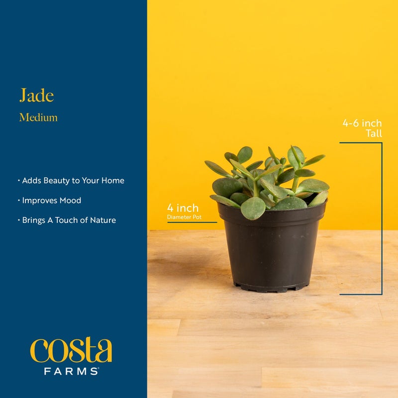 Costa Farms Jade Live Plant in Decorative Pot, Succulent Indoor Houseplant, Perfect for Home, Room, or Office Decor, Great House Warming or Birthday Gift, 4-6 Inches Tall - Image 4