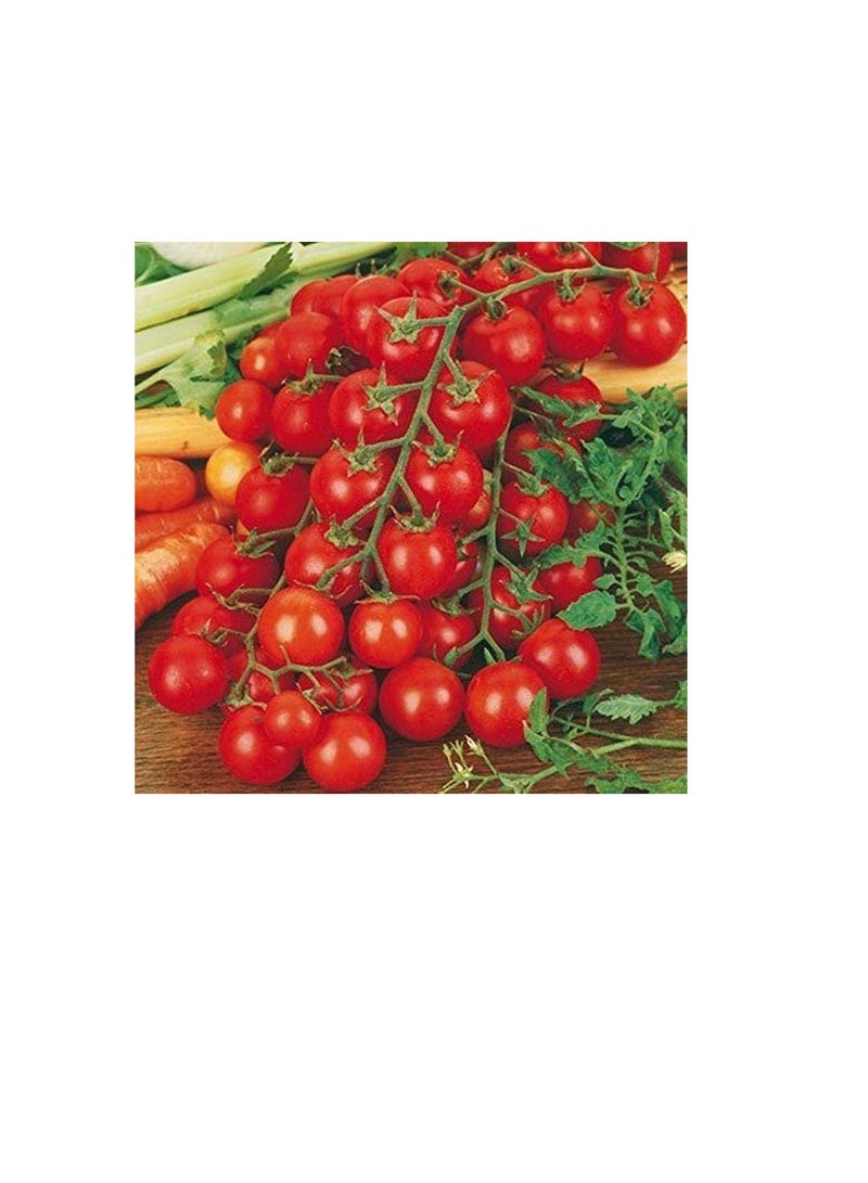 ماركة غير محددة 50 قطع بذور الطماطم الصغيرة الكرز الأحمر الطماطم الحلو الفاكهة الطازجة بذور الخضروات للزراعة  - Image 1