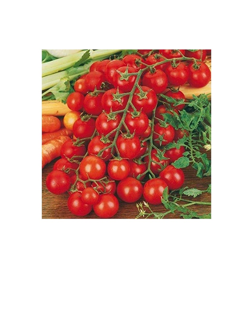 ماركة غير محددة 50 قطع بذور الطماطم الصغيرة الكرز الأحمر الطماطم الحلو الفاكهة الطازجة بذور الخضروات للزراعة  - Image 3