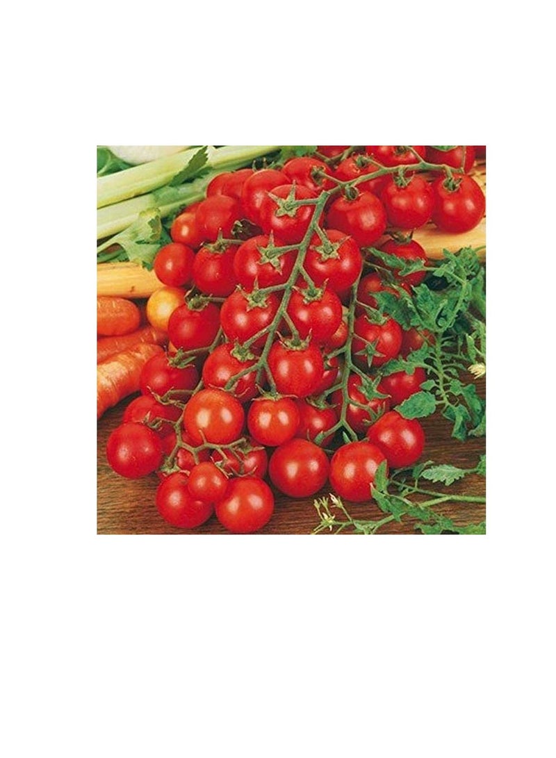 ماركة غير محددة 50 قطع بذور الطماطم الصغيرة الكرز الأحمر الطماطم الحلو الفاكهة الطازجة بذور الخضروات للزراعة  - Image 2
