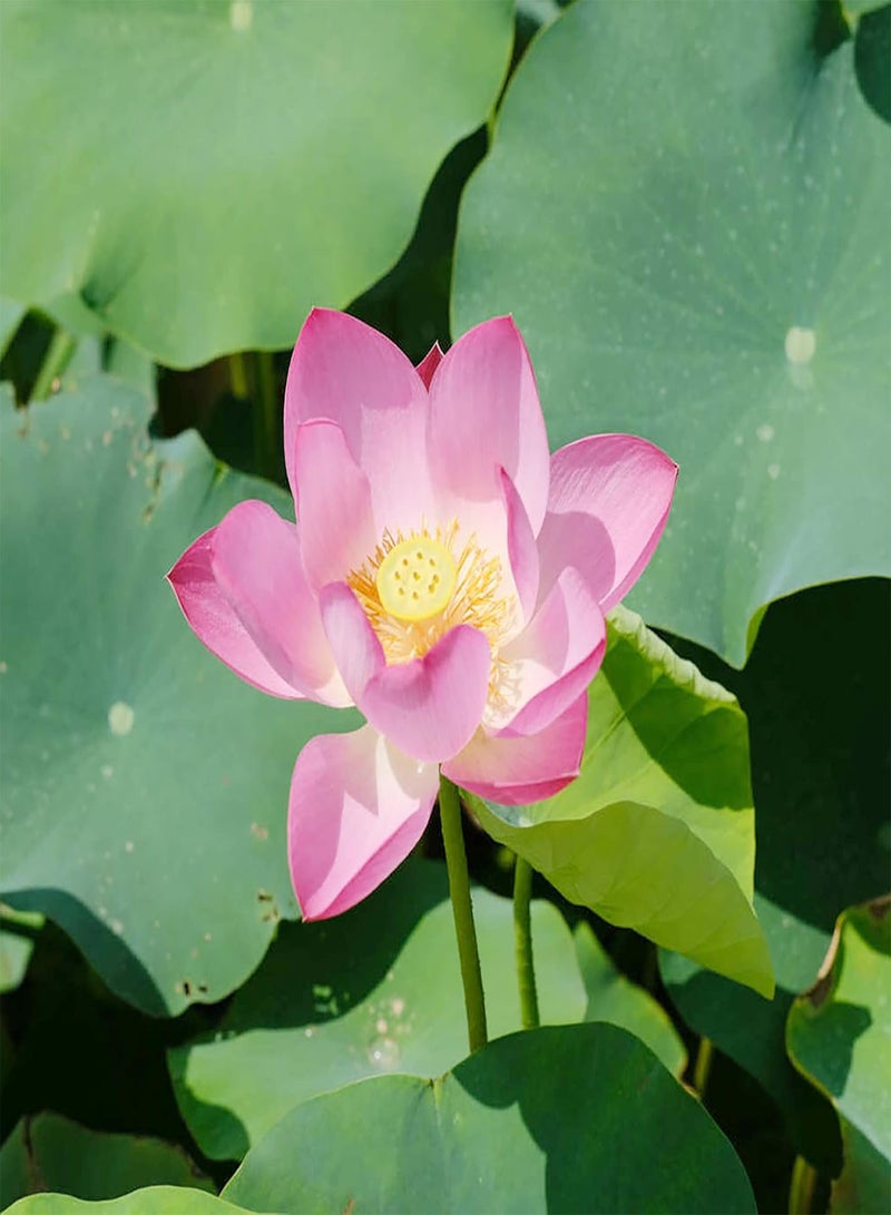 GGOOT Lotus Seeds Perennial Fragrant Showy Exotic Flower Arrangements Ornamental Ponds Streams Water Gardens Outdoor 25Pcs Flower Seeds by YEGAOL Garden  - Image 2