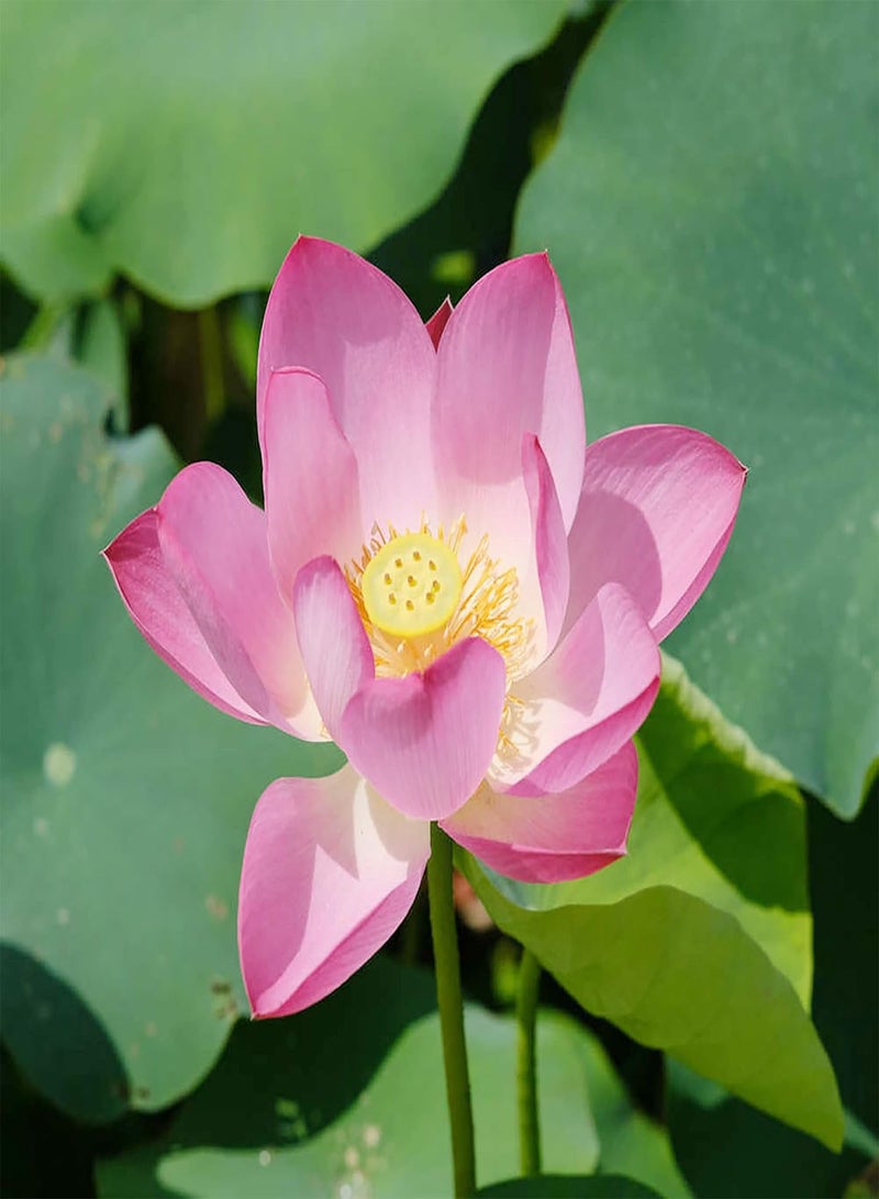 GGOOT Lotus Seeds Perennial Fragrant Showy Exotic Flower Arrangements Ornamental Ponds Streams Water Gardens Outdoor 25Pcs Flower Seeds by YEGAOL Garden  - Image 3