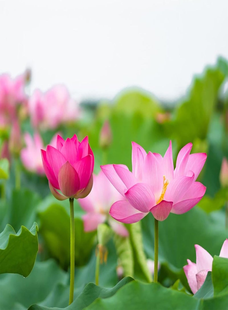 GGOOT Lotus Seeds Perennial Fragrant Showy Exotic Flower Arrangements Ornamental Ponds Streams Water Gardens Outdoor 25Pcs Flower Seeds by YEGAOL Garden  - Image 5