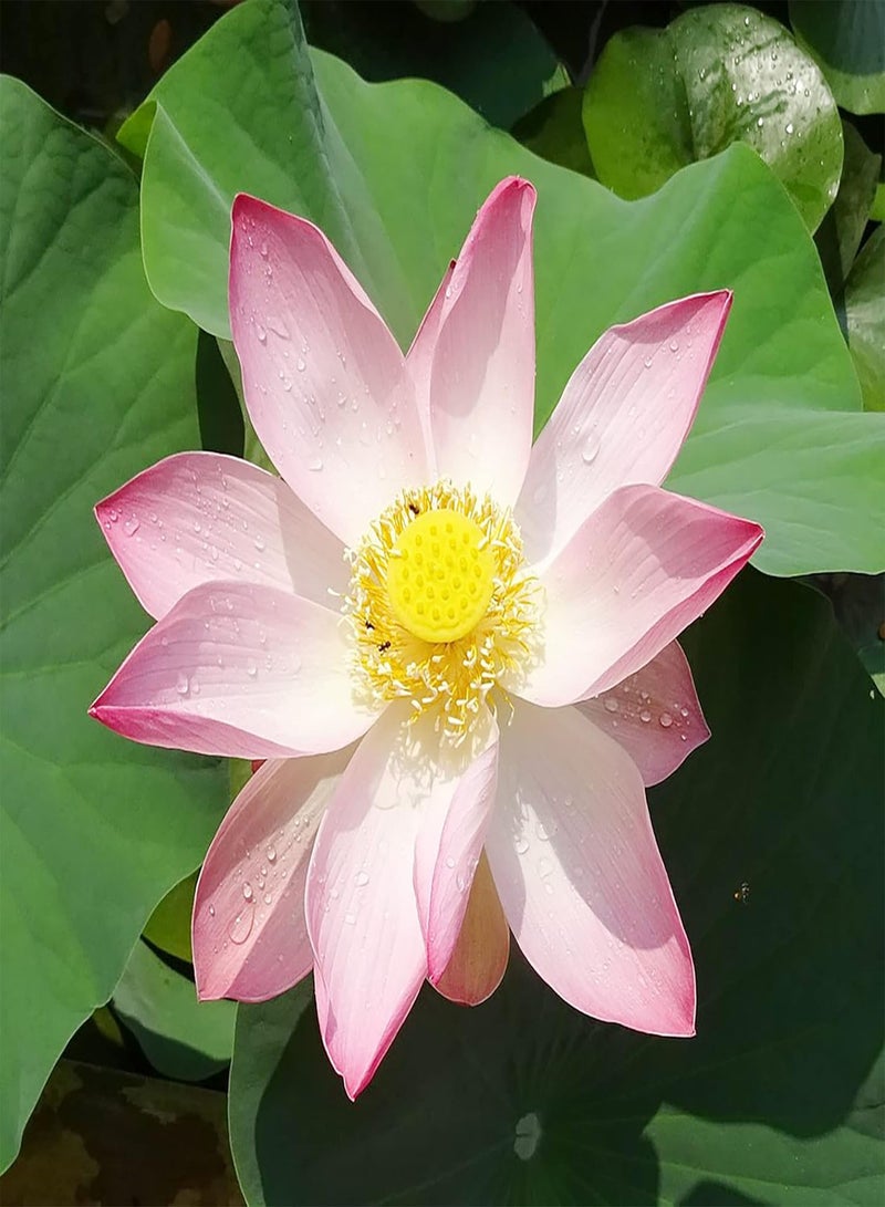 GGOOT Lotus Seeds Perennial Fragrant Showy Exotic Flower Arrangements Ornamental Ponds Streams Water Gardens Outdoor 25Pcs Flower Seeds by YEGAOL Garden  - Image 4