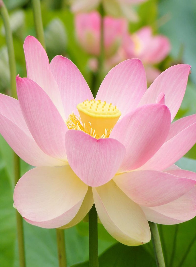 GGOOT Lotus Seeds Perennial Fragrant Showy Exotic Flower Arrangements Ornamental Ponds Streams Water Gardens Outdoor 25Pcs Flower Seeds by YEGAOL Garden  - Image 1