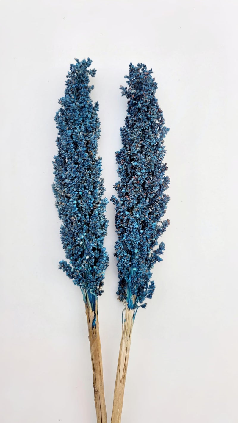 RUKDA® Dried Blue Sorghum Flower Sheaves || Stalks Dried Flower Dry Grass Bouquet for Wedding Table Centerpieces, Home & Office Decoration - 2pcs - Image 1
