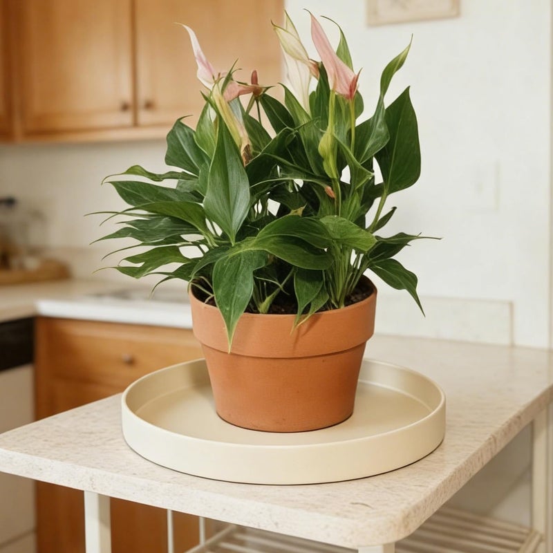 Afrine Plant Saucer, Plant Saucers - Image 3