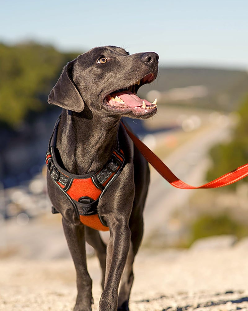 Joytale No Pull Dog Harness Medium Sized Dog, Reflective Pet Vest with Front Clip, Adjustable Soft Padded Harnesses with Easy Control Handle for Training and Walking, Orange, M - Image 4