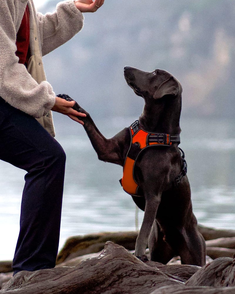 Joytale No Pull Dog Harness Medium Sized Dog, Reflective Pet Vest with Front Clip, Adjustable Soft Padded Harnesses with Easy Control Handle for Training and Walking, Orange, M - Image 3