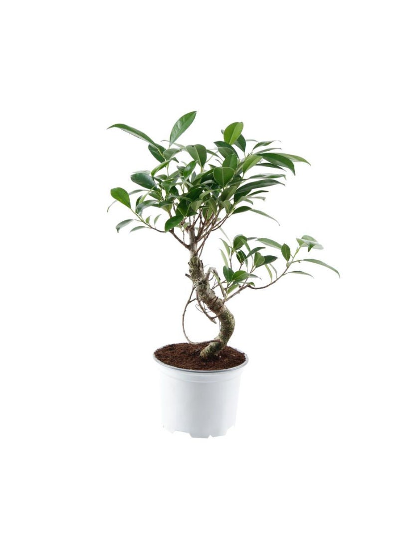 Bonsai Tree Sf 15 30 Cm