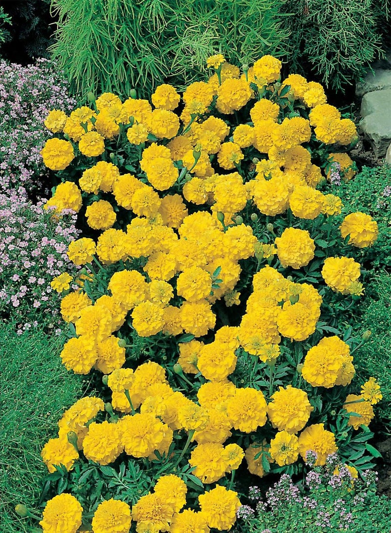 GGOOT Mr. Fothergill's Marigold French Yellow Jacket Flower Seeds  - Image 3