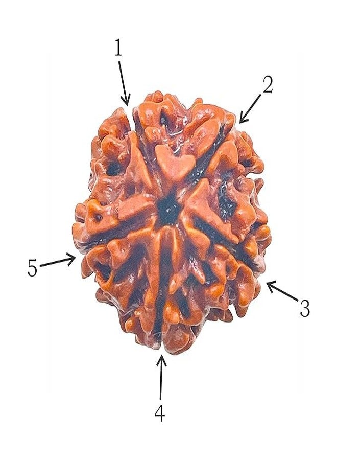 إس.كيه SK Original Natural 5 Mukhi Rudraksh/Panch Mukhi Brown Rudraksha/خرز نيبالي (عبوة من قطعة واحدة) - Image 2