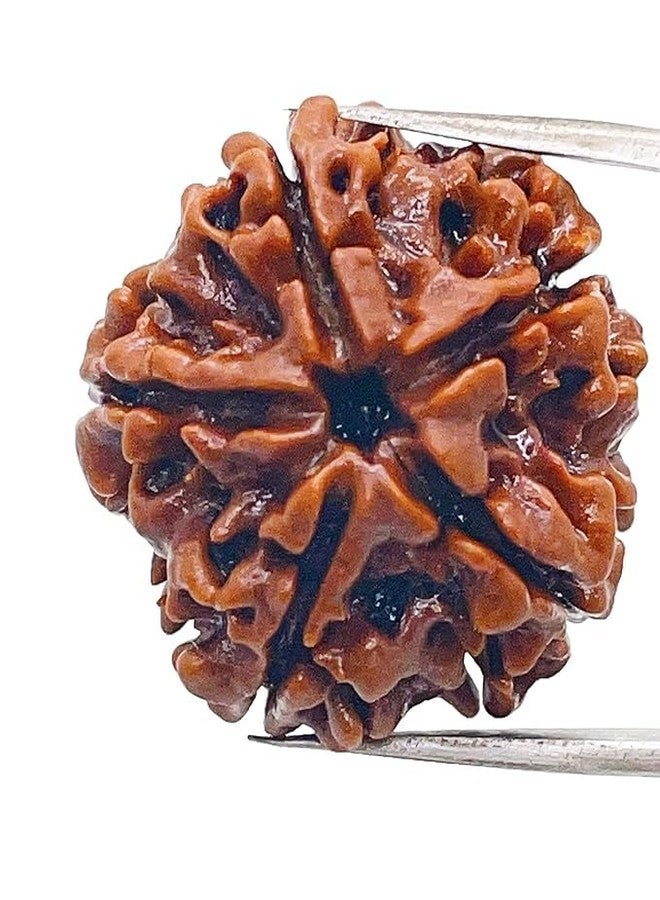 إس.كيه SK Original Natural 5 Mukhi Rudraksh/Panch Mukhi Brown Rudraksha/خرز نيبالي (عبوة من قطعة واحدة) - Image 4