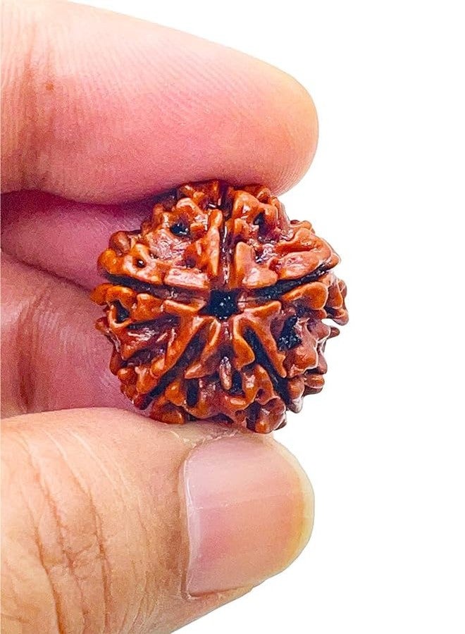 إس.كيه SK Original Natural 5 Mukhi Rudraksh/Panch Mukhi Brown Rudraksha/خرز نيبالي (عبوة من قطعة واحدة) - Image 3