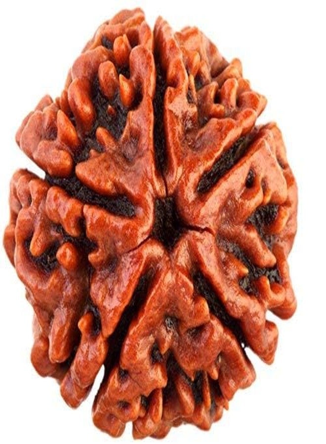 إس.كيه SK Original Natural 5 Mukhi Rudraksh/Panch Mukhi Brown Rudraksha/خرز نيبالي (عبوة من قطعة واحدة) - Image 1
