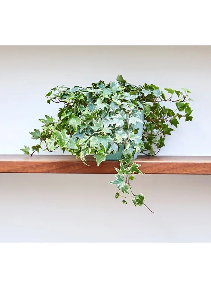 Generic Hedera variegata or Variegated English Ivy 
