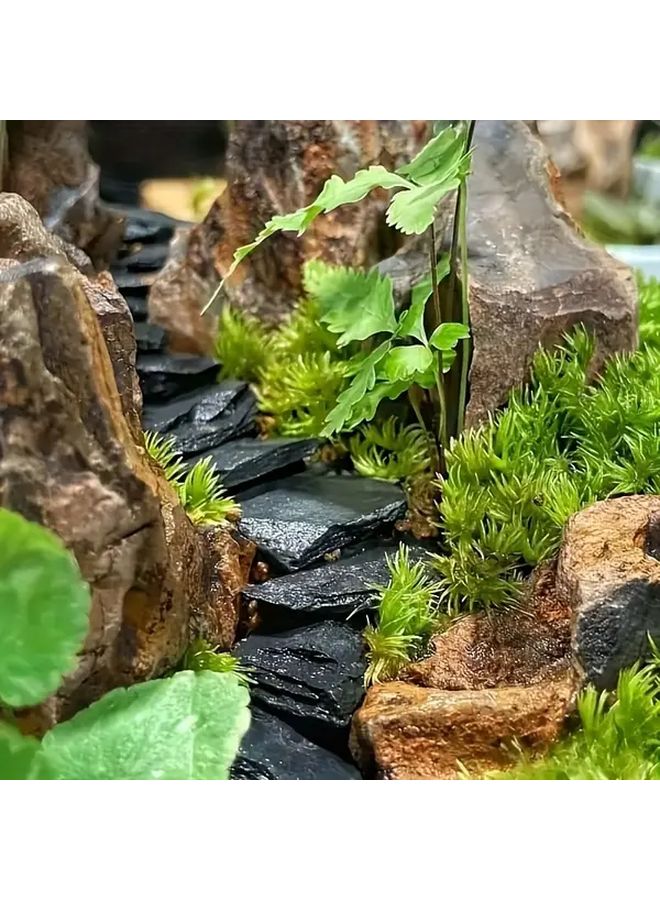 10 قطعة من صخور الأردواز الأسود الطبيعي مقاس 1.18-1.97 بوصة لتزيين أحواض الأسماك والتراريوم - Image 5