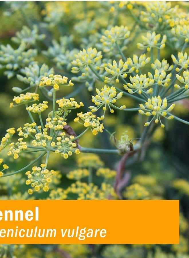 HERB PHARM Certified Organic Fennel Liquid Extract for Digestive System Support - 4 Ounce - Image 2